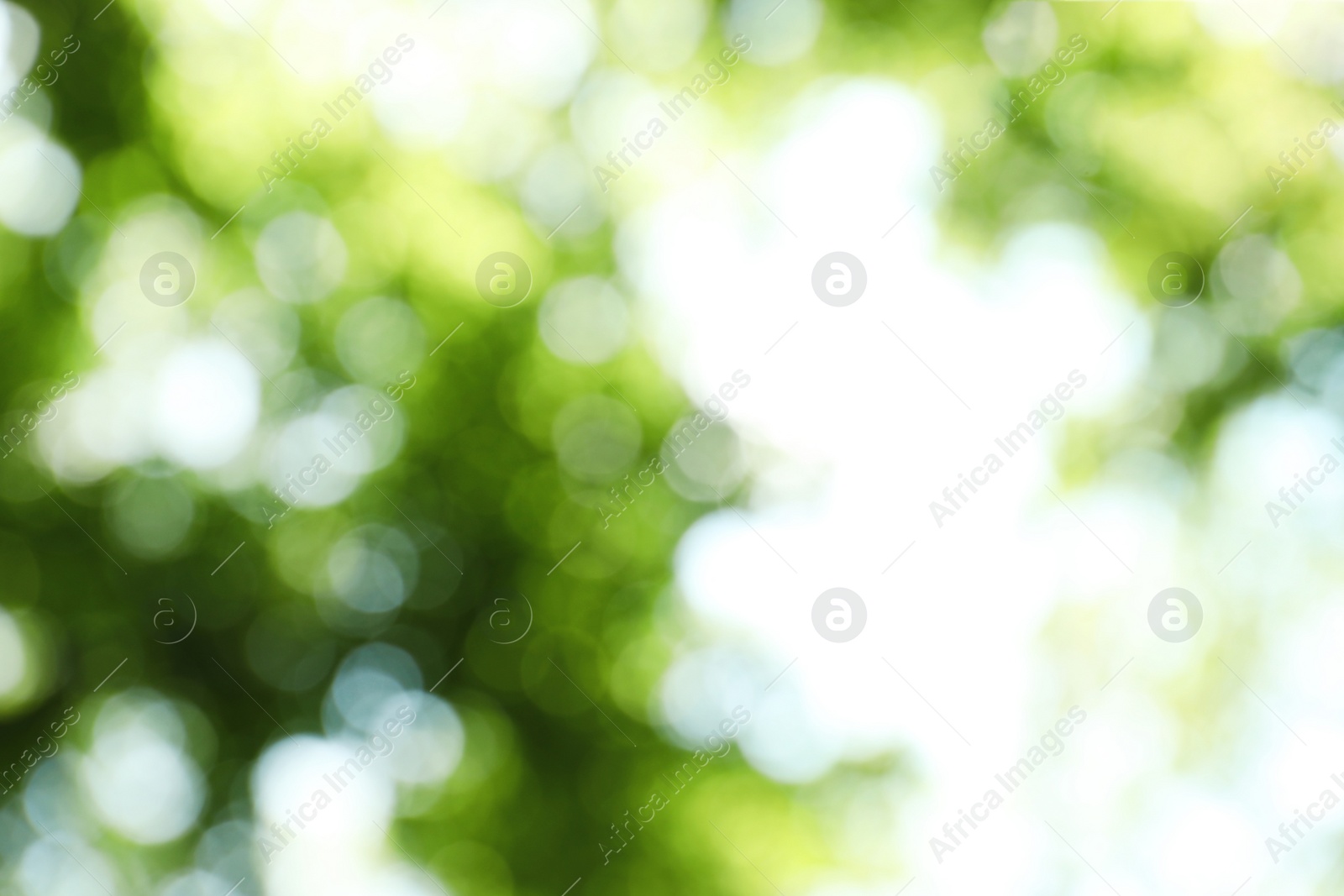 Photo of Blurred view of abstract green background. Bokeh effect