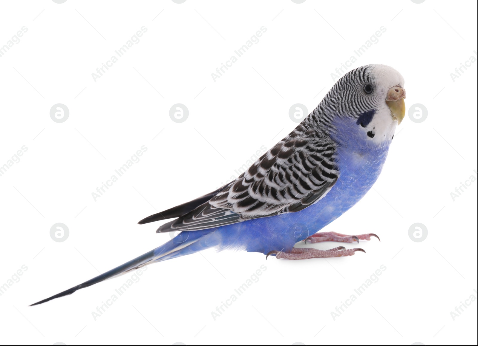 Photo of Beautiful parrot isolated on white. Exotic pet