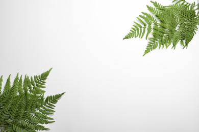 Beautiful tropical fern leaves on white background, top view