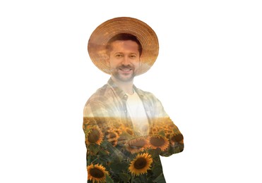 Double exposure of farmer and sunflower field on white background