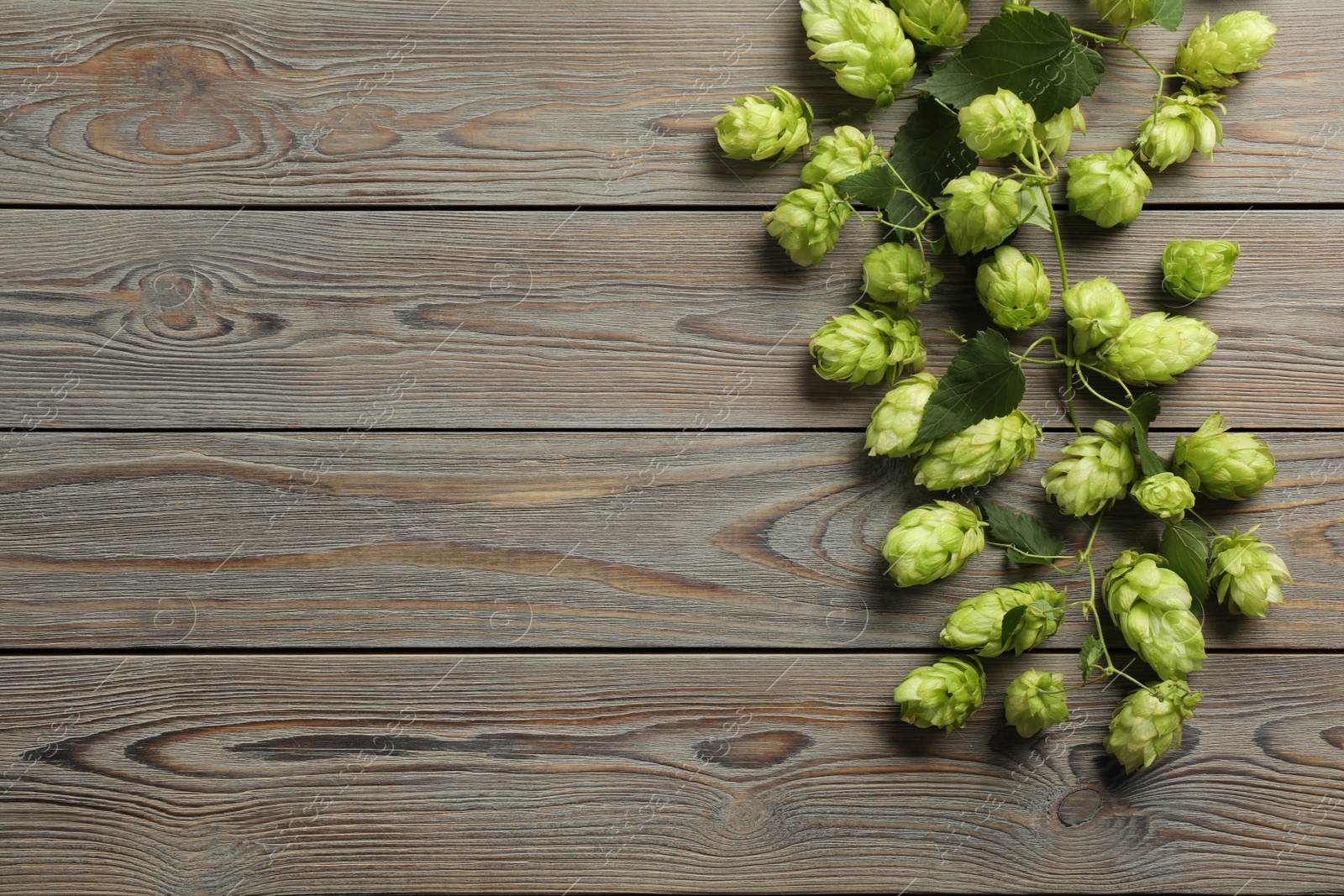 Photo of Branch of fresh green hops on wooden table, top view. Space for text