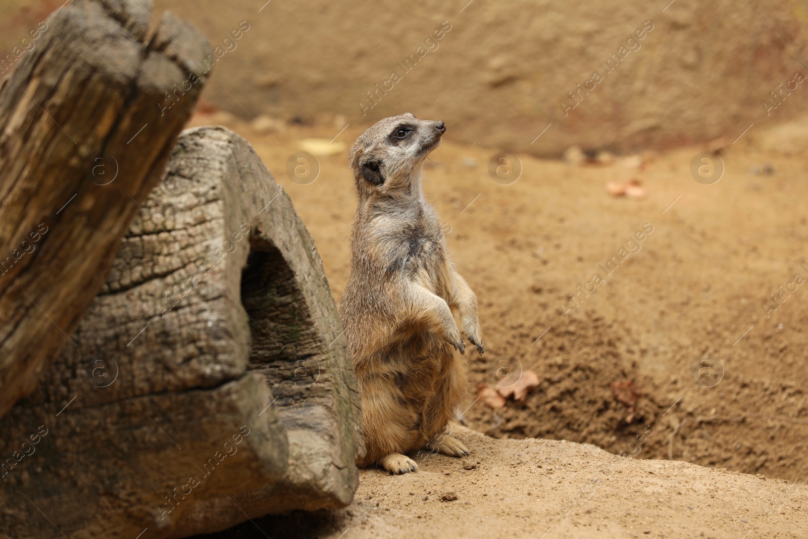 Photo of Cute meerkat in zoo enclosure. Exotic animal