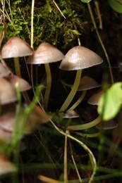 Photo of Small mushrooms growing in forest, closeup view