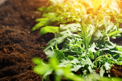 Image of Sunlit young sprouts of arugula plant in soil, closeup