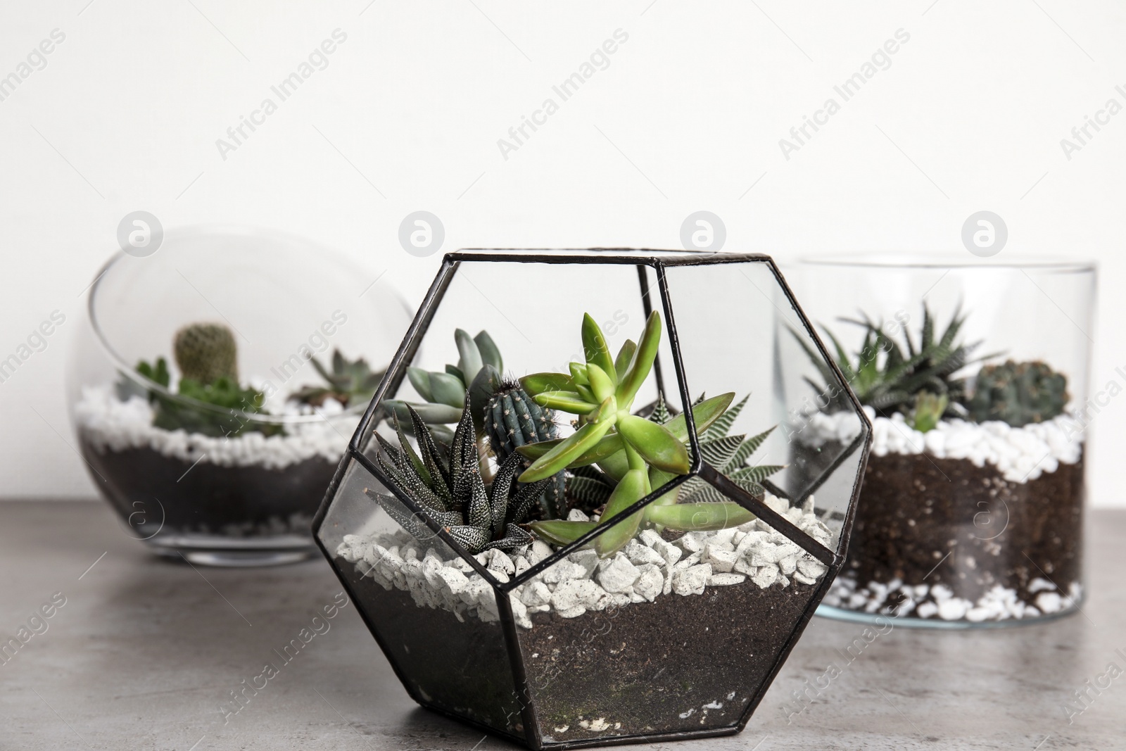 Photo of Glass florariums with different succulents on table against white background