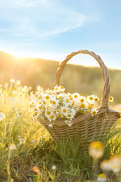Wicker basket with beautiful chamomiles in meadow on sunny day