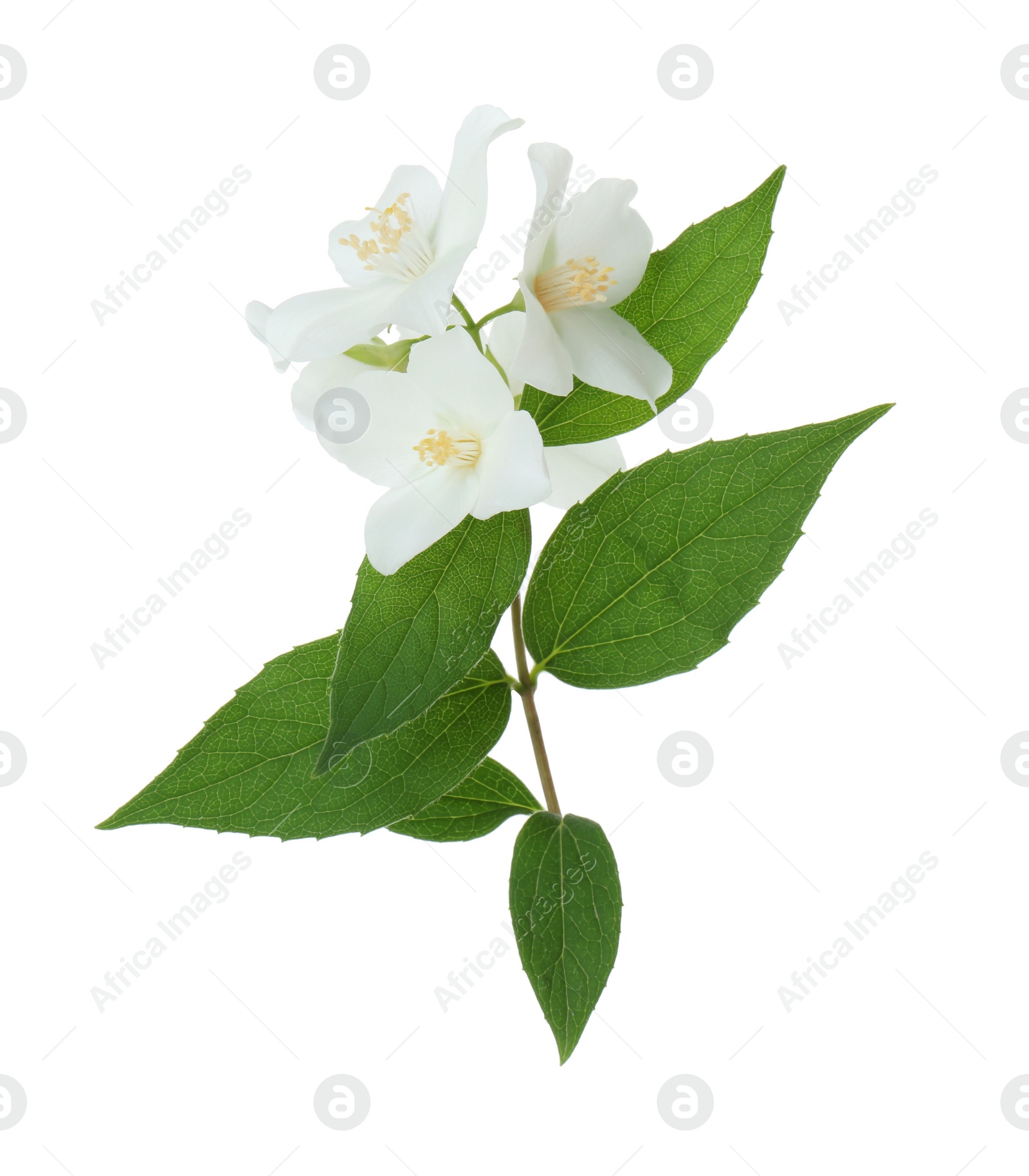 Photo of Branch of jasmine flowers and leaves isolated on white