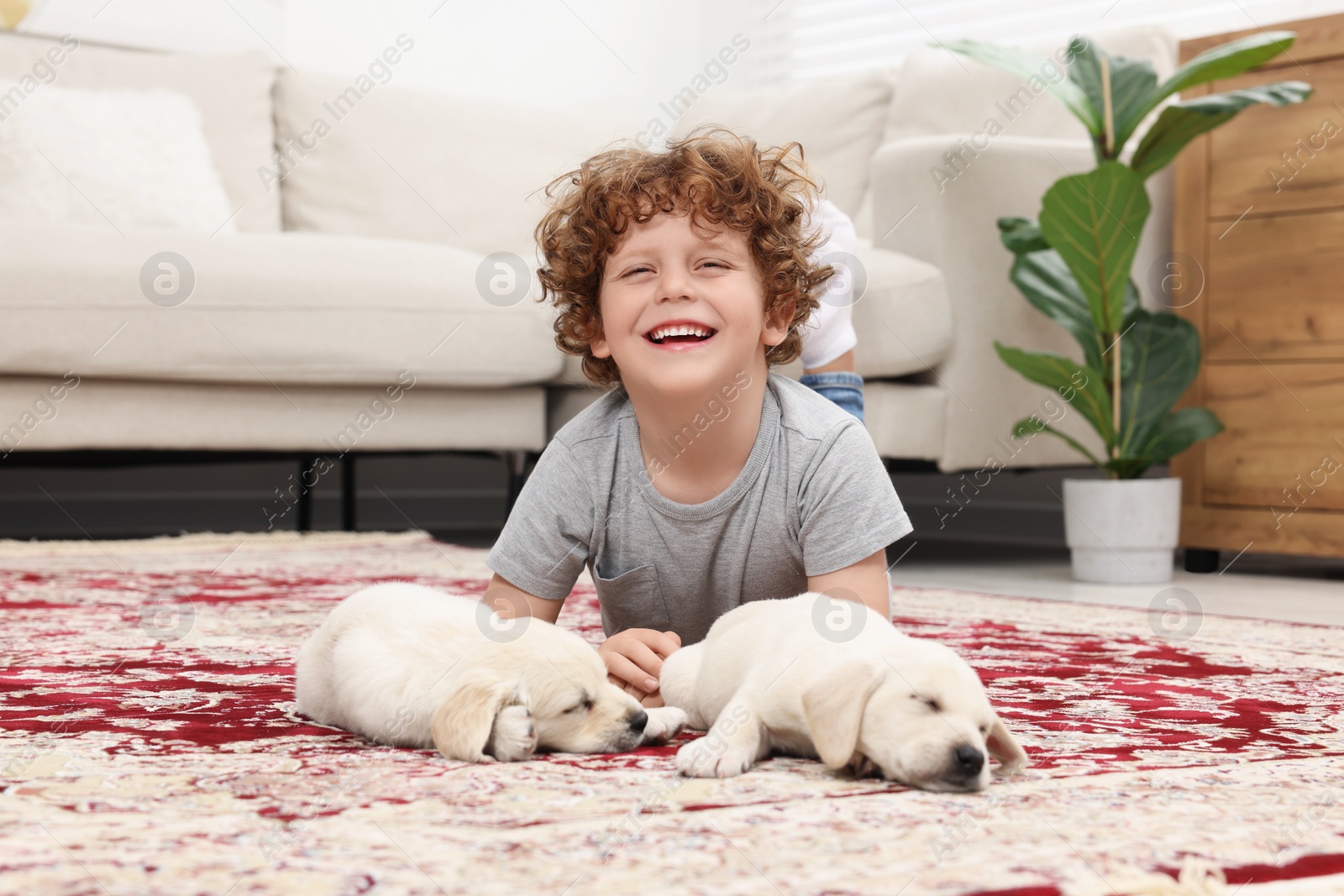 Photo of Little boy with cute puppies on carpet at home