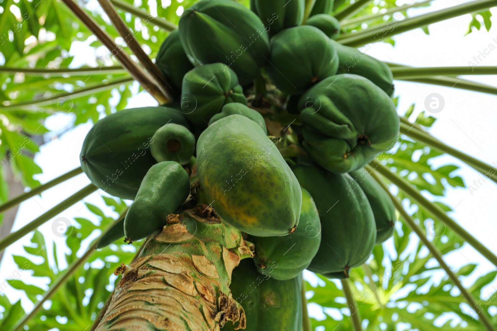 Photo of Unripe papaya fruits growing on tree outdoors, low angle view