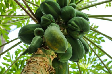 Unripe papaya fruits growing on tree outdoors, low angle view