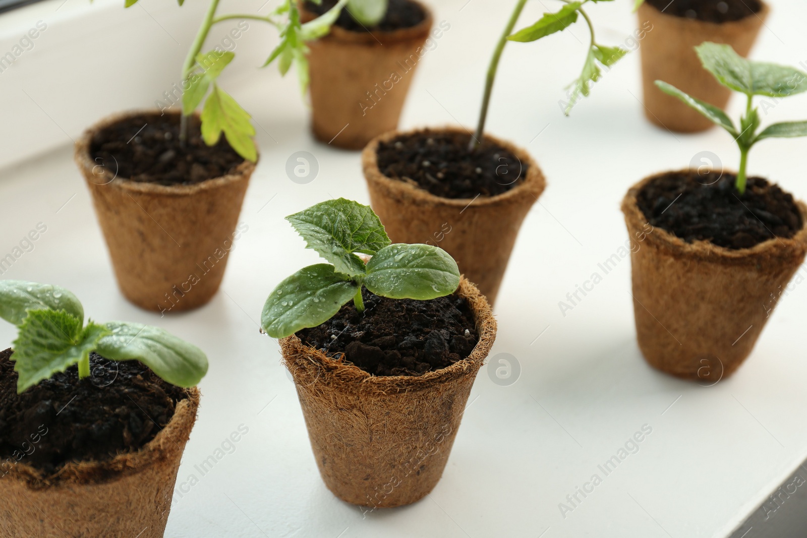 Photo of Many cucumber seedlings growing in pots on window sill, closeup