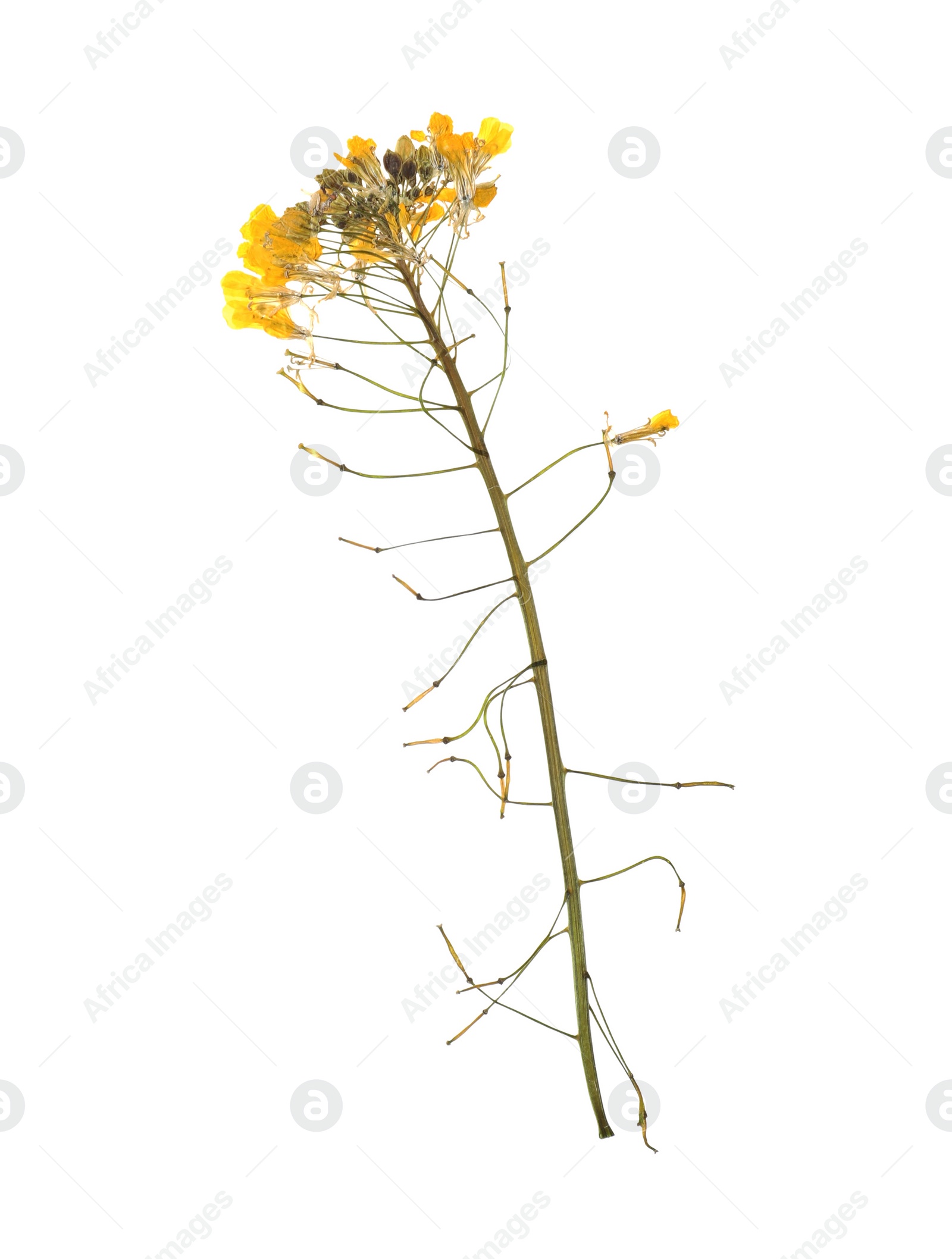 Photo of Wild dried meadow flower on white background