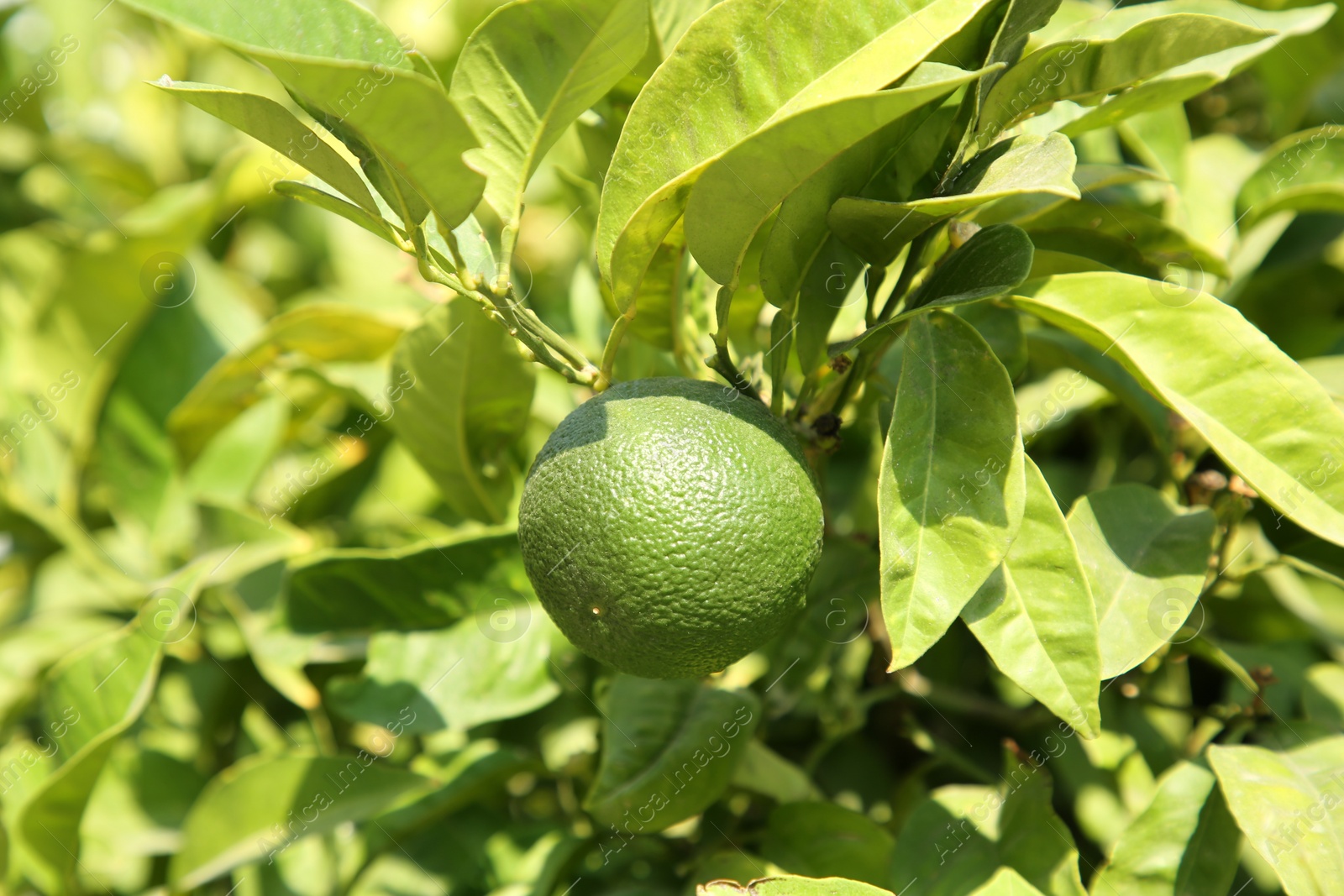 Photo of Unripe green tangerine growing on tree outdoors, closeup. Citrus fruit