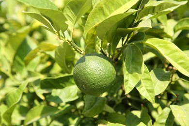 Photo of Unripe green tangerine growing on tree outdoors, closeup. Citrus fruit