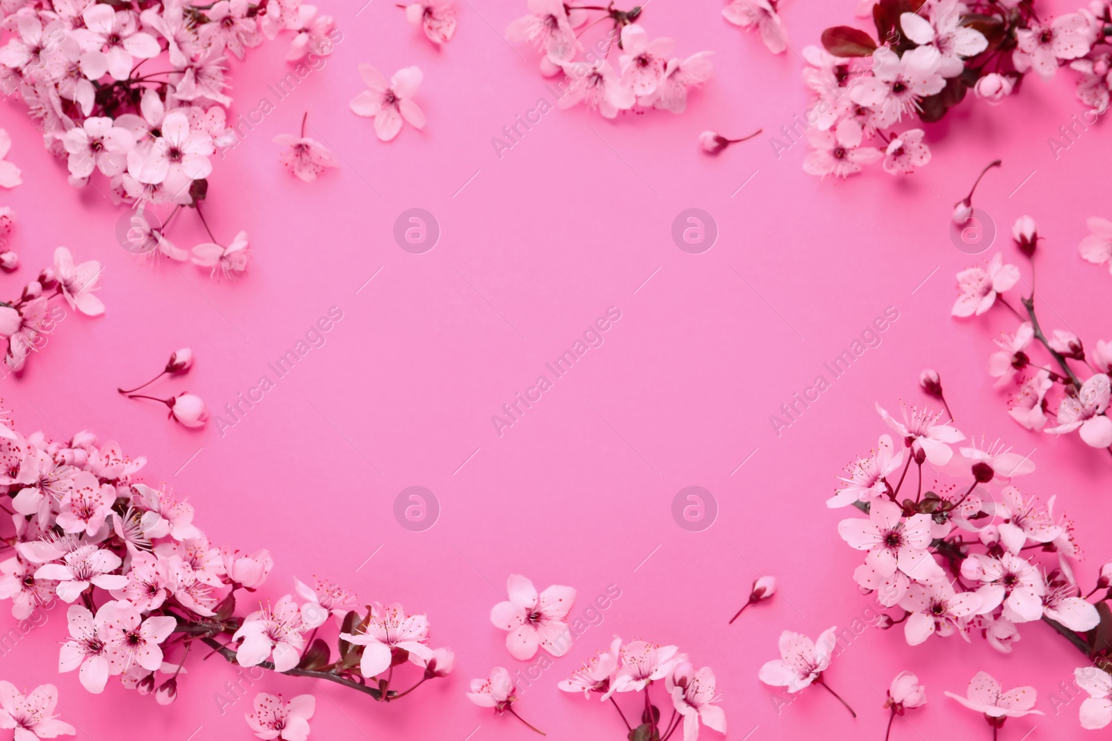 Photo of Beautiful frame of spring tree blossoms on pink background, flat lay. Space for text
