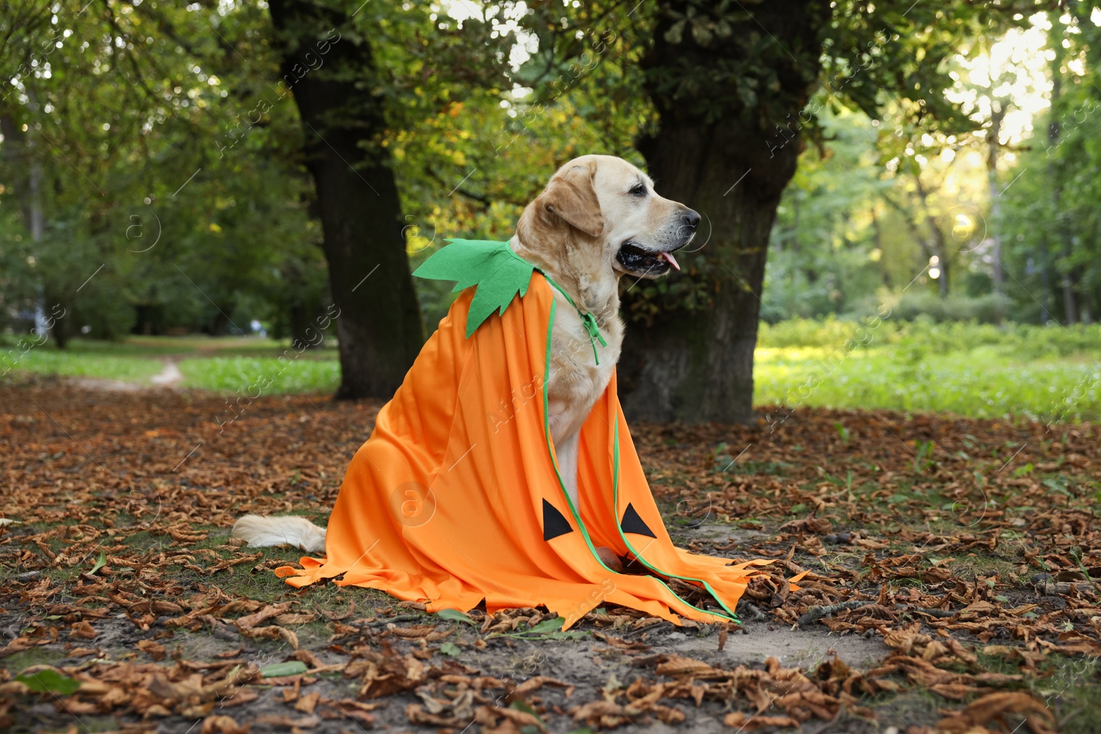 Photo of Cute Labrador Retriever dog wearing Halloween costume sitting in autumn park