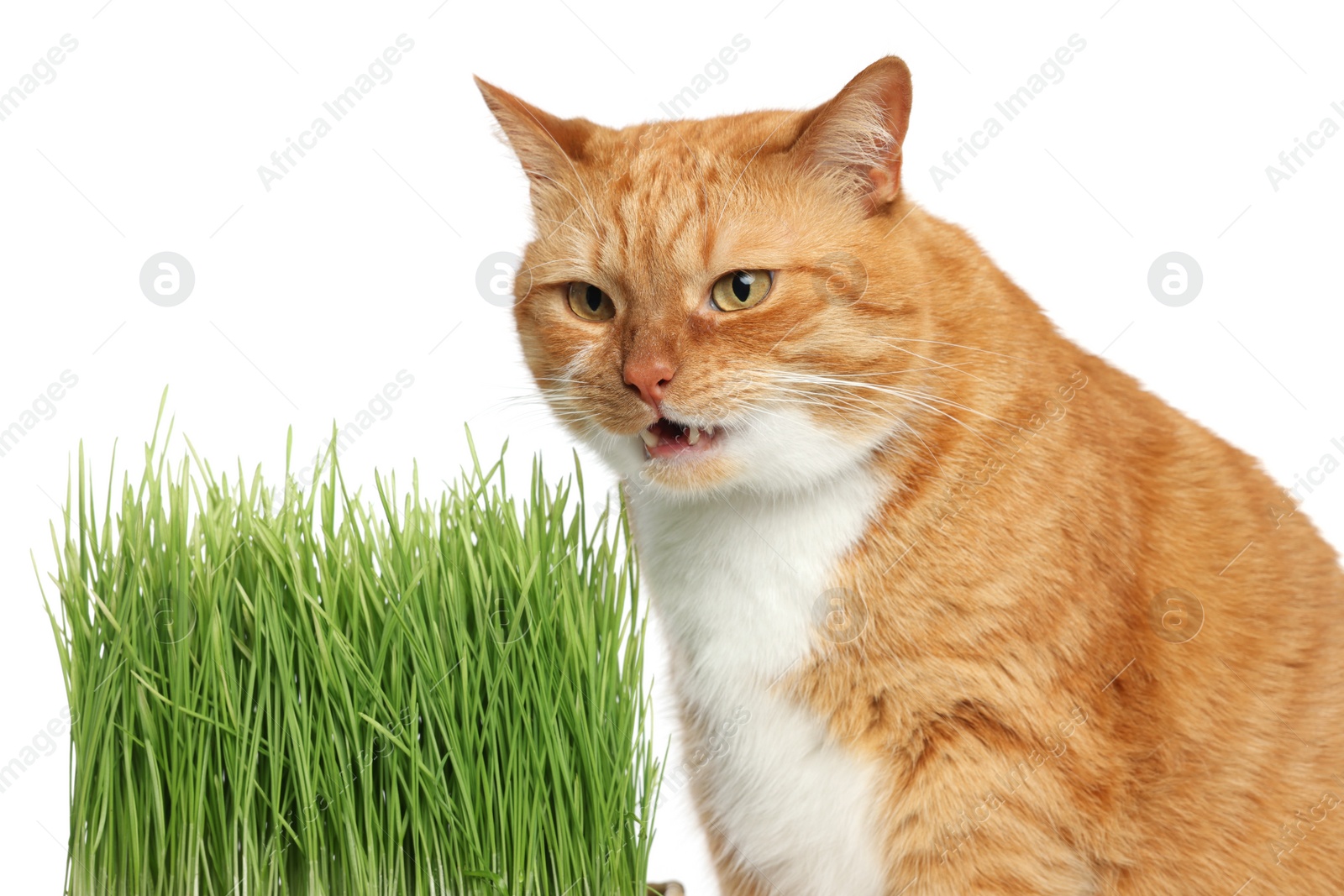 Photo of Cute ginger cat and potted green grass on white background