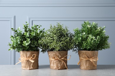 Different aromatic potted herbs on light grey table