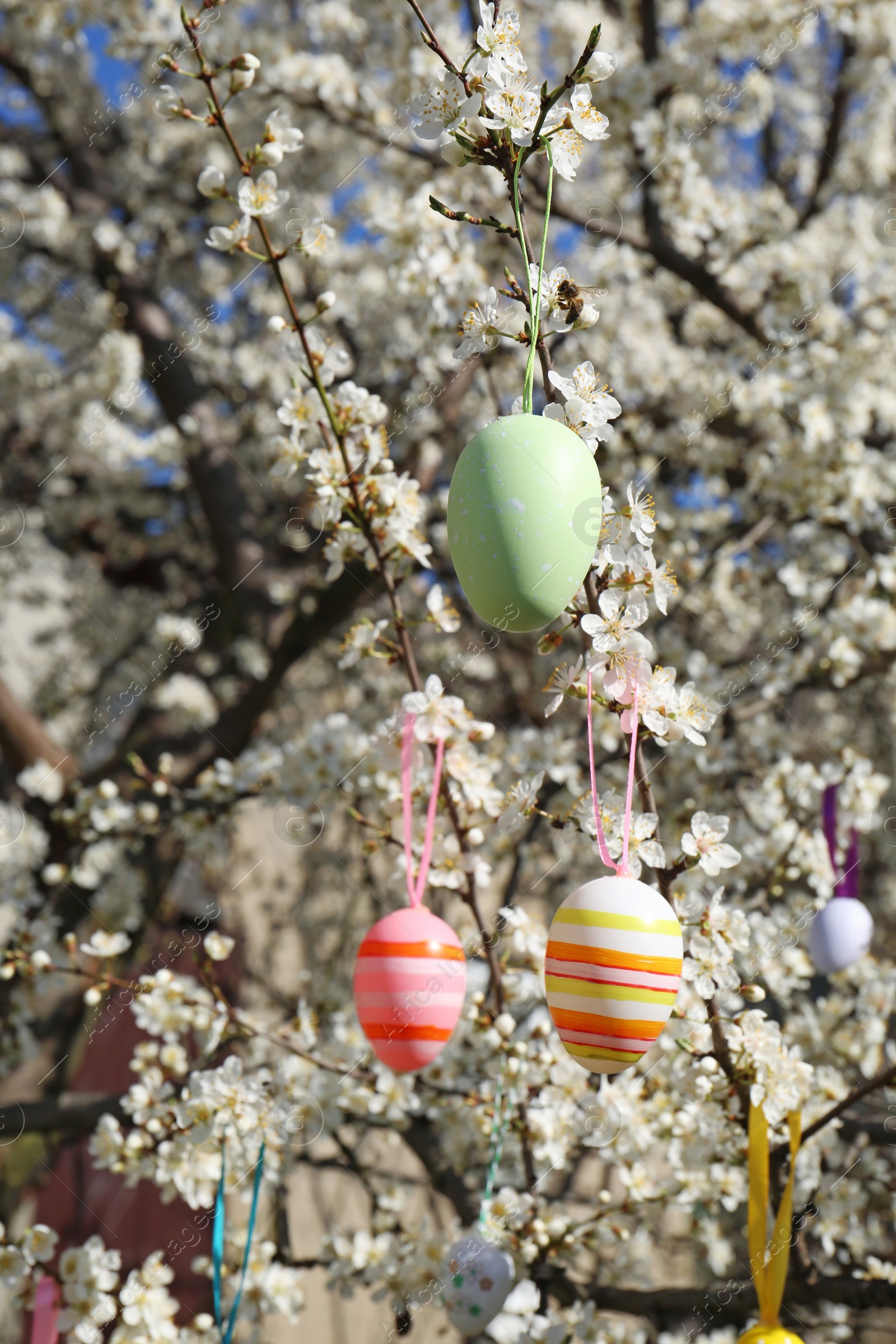 Photo of Beautifully painted Easter eggs hanging on blooming cherry tree outdoors