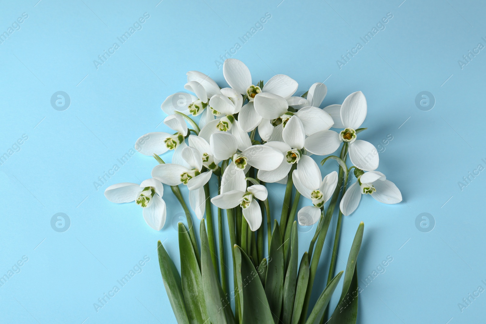 Photo of Beautiful snowdrops on light blue background, flat lay
