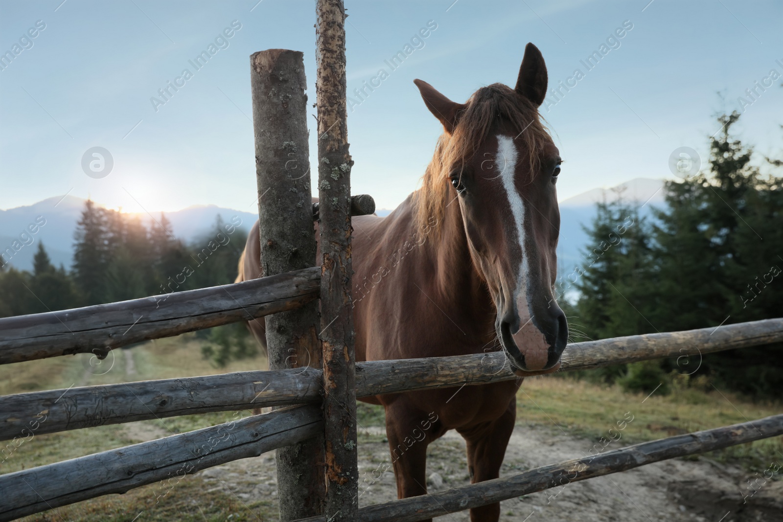 Photo of Beautiful horse near wooden fence in mountains