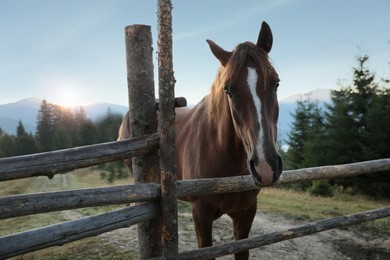 Beautiful horse near wooden fence in mountains