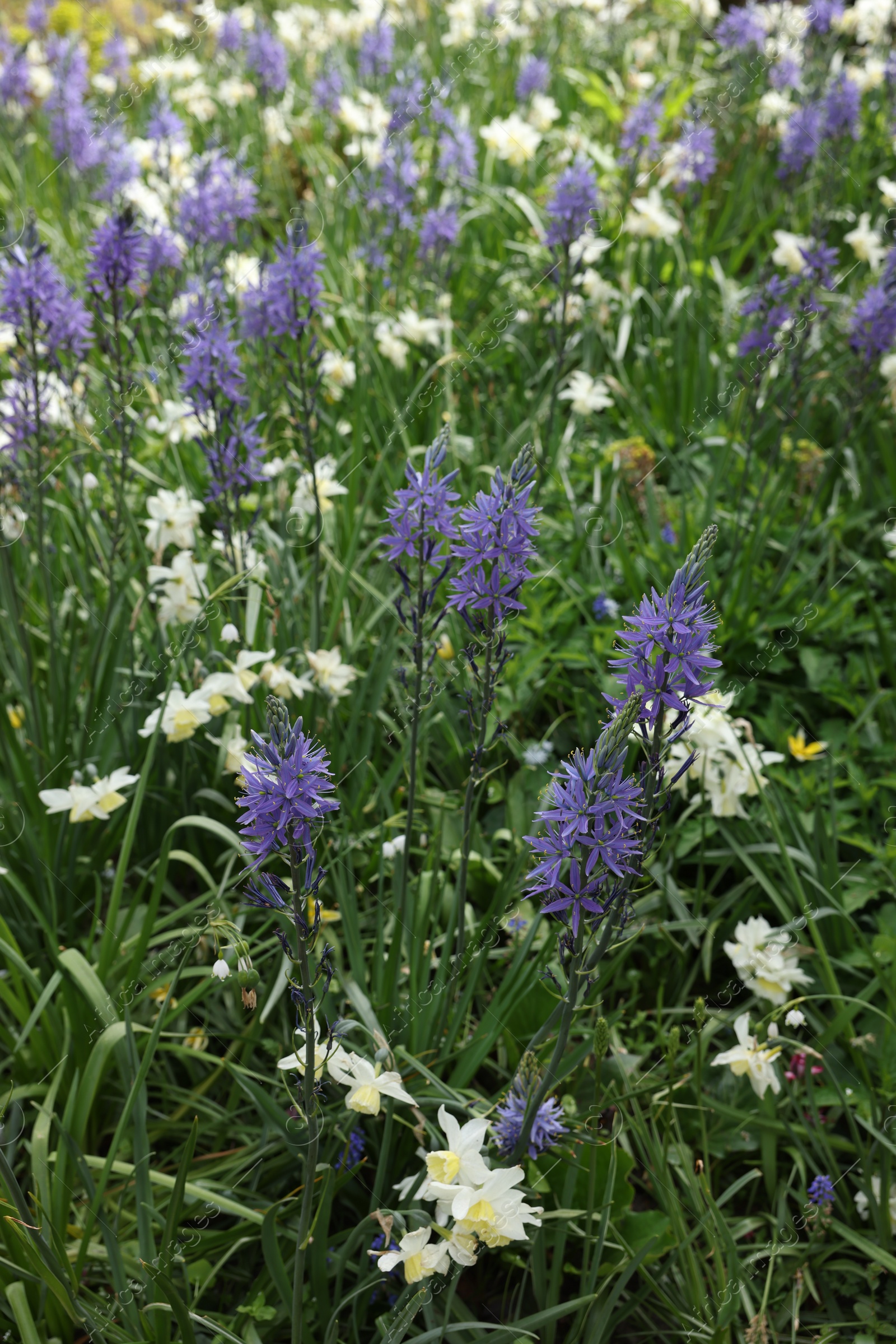 Photo of Beautiful Camassia growing among narcissus flowers outdoors. Spring season