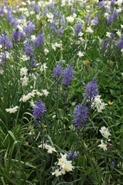 Photo of Beautiful Camassia growing among narcissus flowers outdoors. Spring season