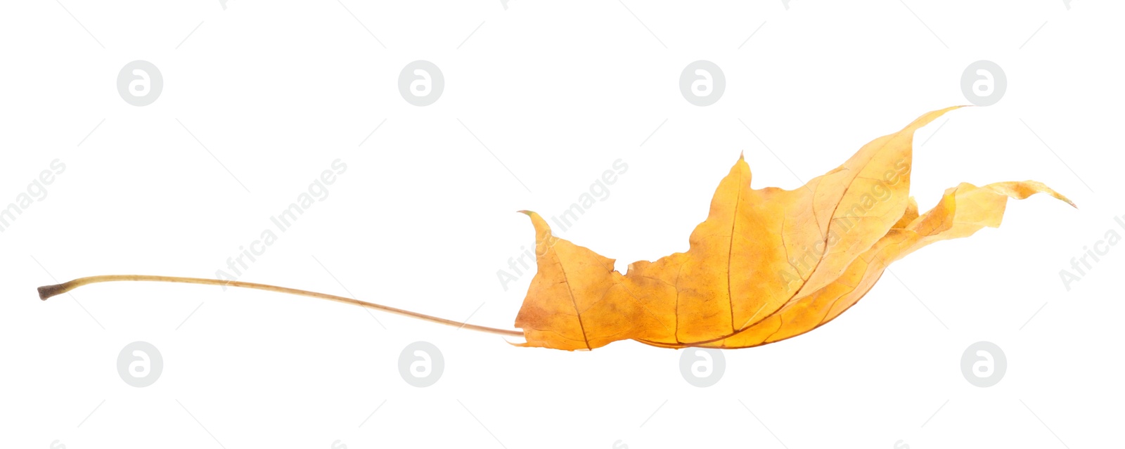 Photo of Autumn season. One maple leaf isolated on white