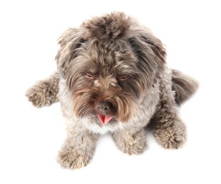 Cute Maltipoo dog on white background, above view. Lovely pet