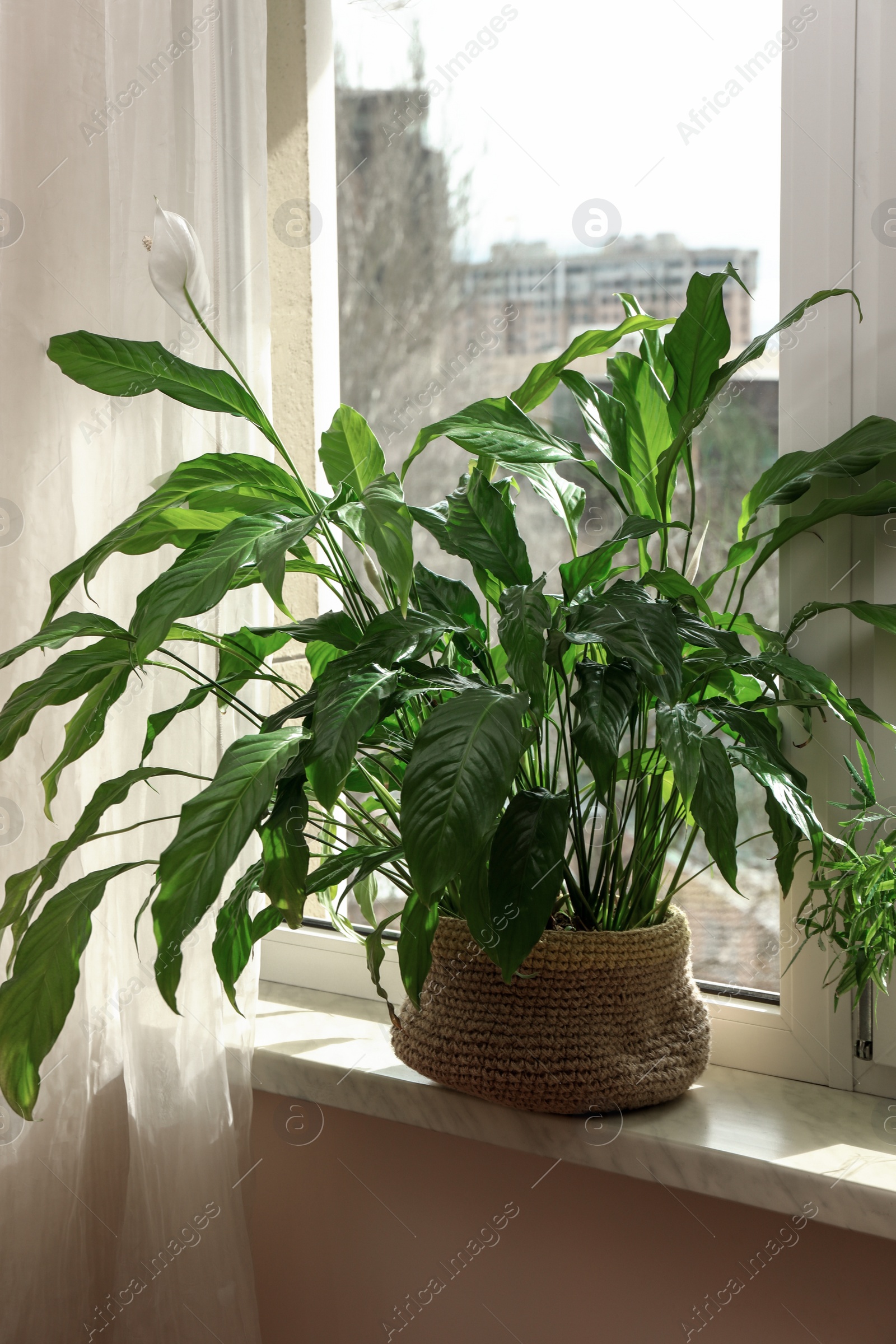 Photo of Beautiful houseplant in pot on windowsill indoors