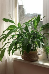 Beautiful houseplant in pot on windowsill indoors