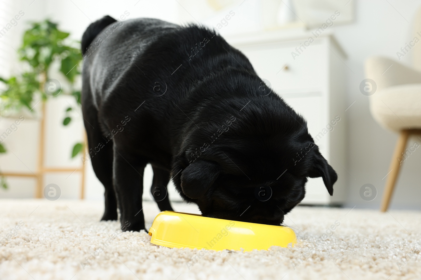 Photo of Cute Pug dog eating from plastic bowl in room