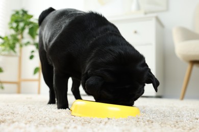 Photo of Cute Pug dog eating from plastic bowl in room