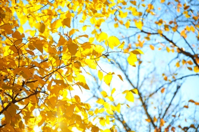 Photo of Tree in park, focus on sunlit autumn leaves