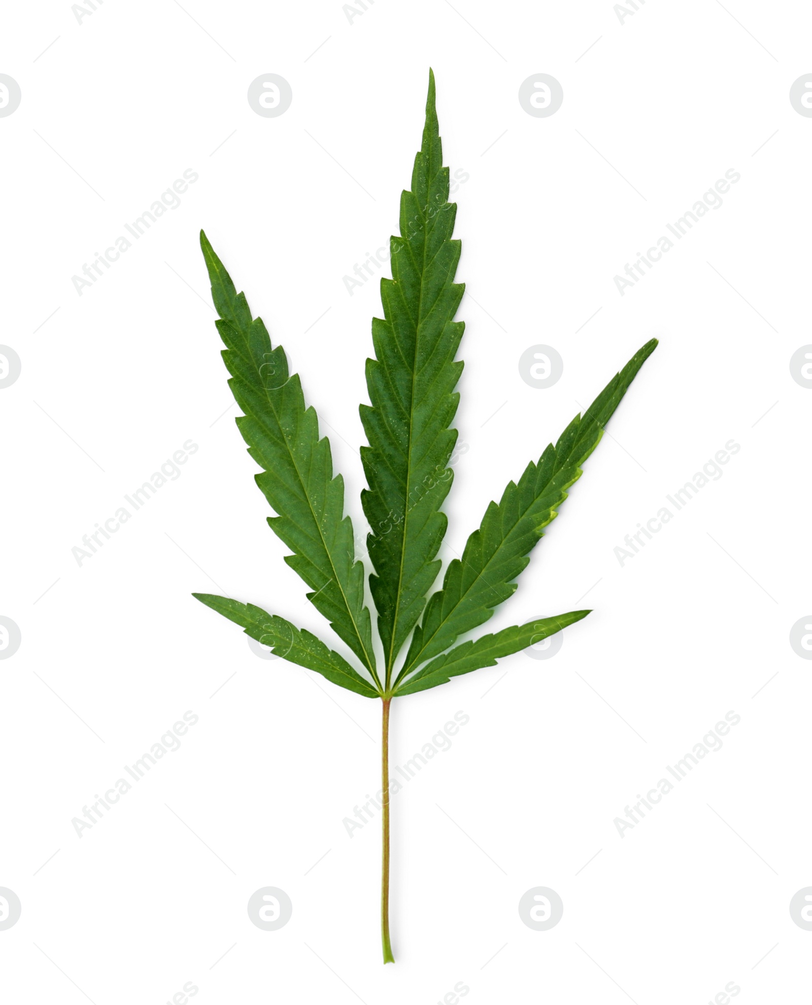 Photo of Fresh green hemp leaf on white background