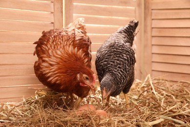 Two different beautiful chickens with eggs on hay in henhouse