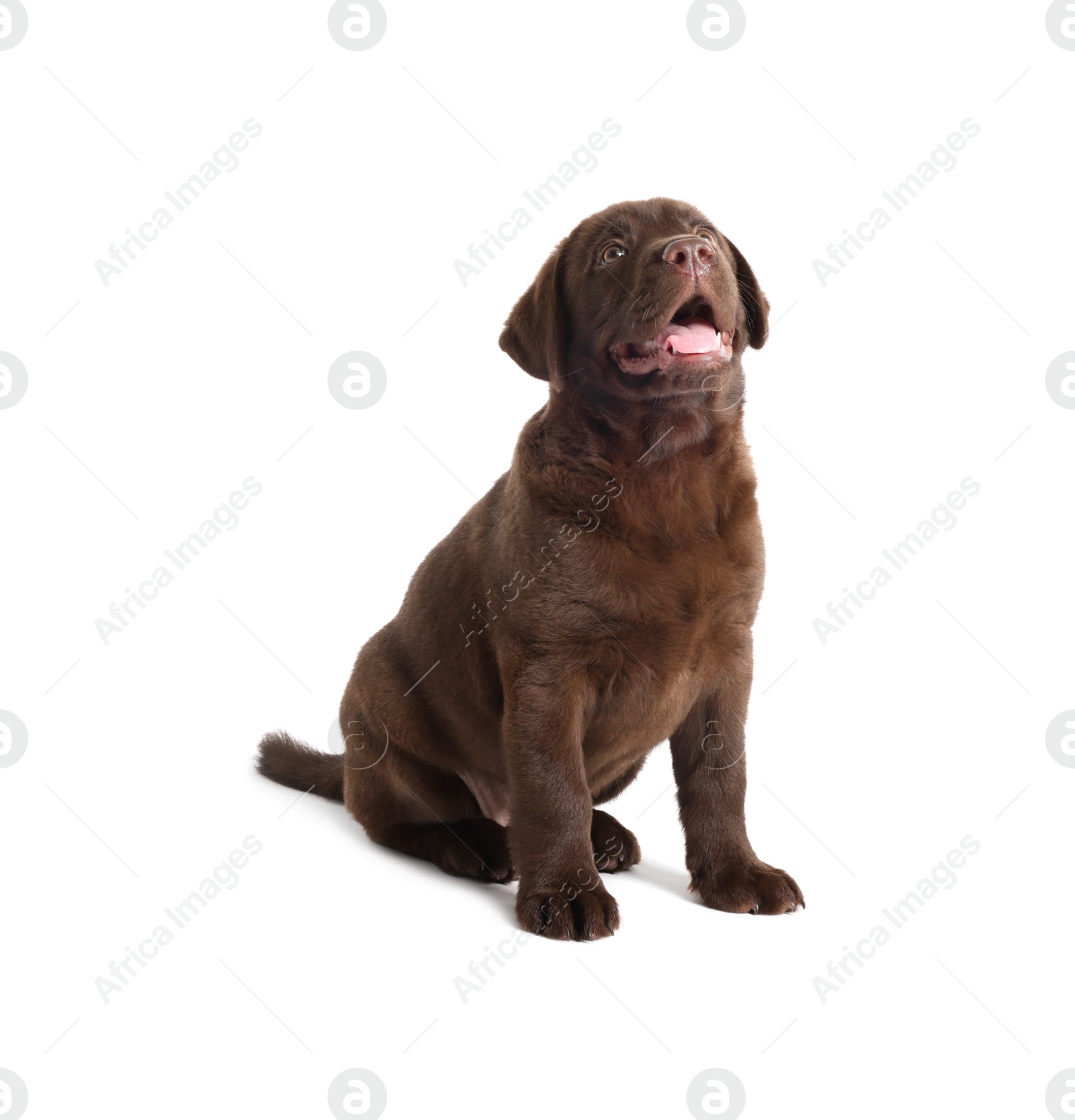 Cute chocolate Labrador Retriever puppy on white background Photo of Cute chocolate Labrador Retriever puppy on white background
