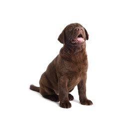 Photo of Cute chocolate Labrador Retriever puppy on white background