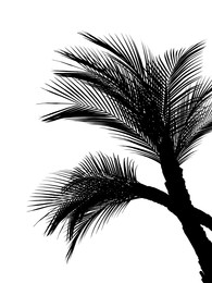 Image of Silhouette of beautiful palm leaves on white background