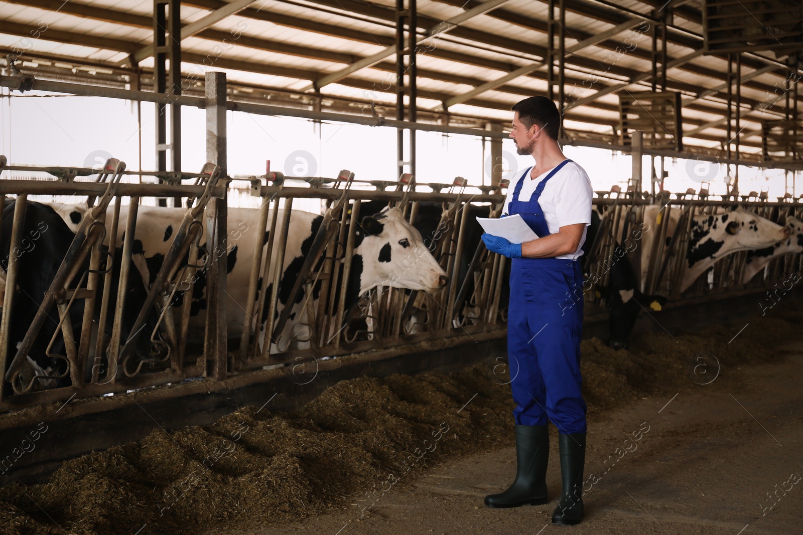 Photo of Worker with notes in cowshed on farm. Animal husbandry