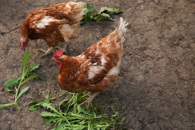 Photo of Beautiful brown hens in farmyard. Free range chickens