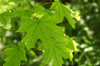 Photo of Beautiful maple tree with green leaves outdoors, closeup