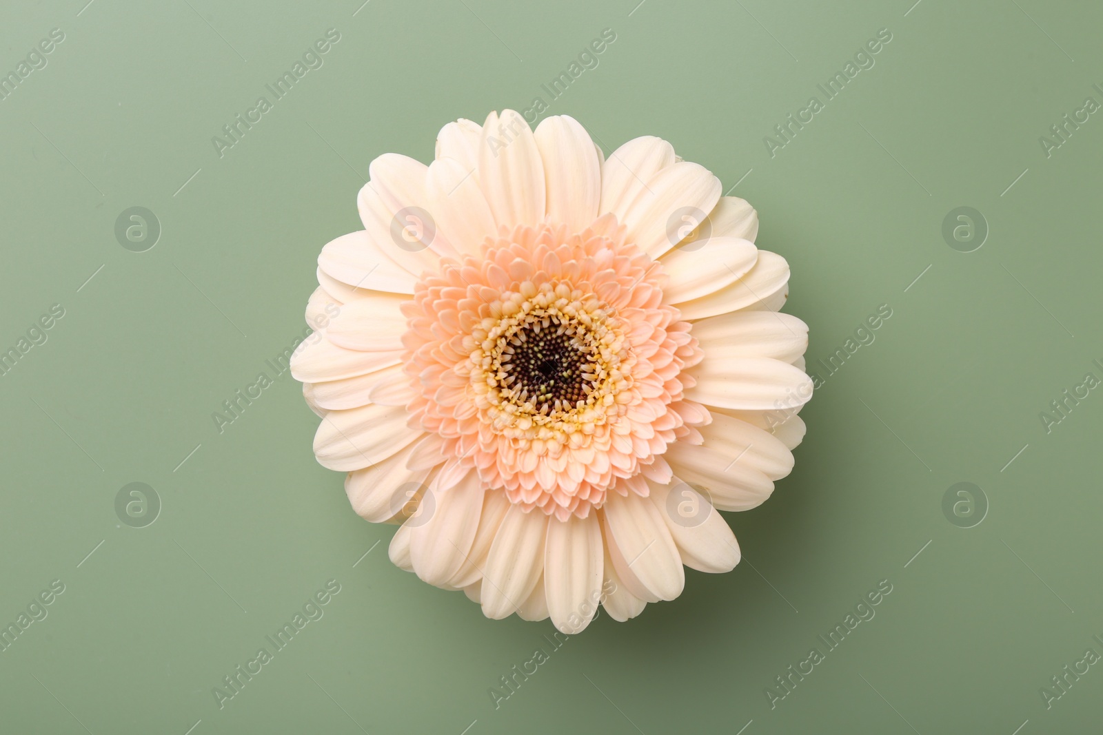 Photo of Beautiful beige gerbera flower on pale green background, top view