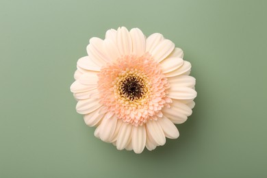 Beautiful beige gerbera flower on pale green background, top view