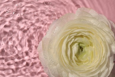 Beautiful white rose in water on pink background, top view. Space for text