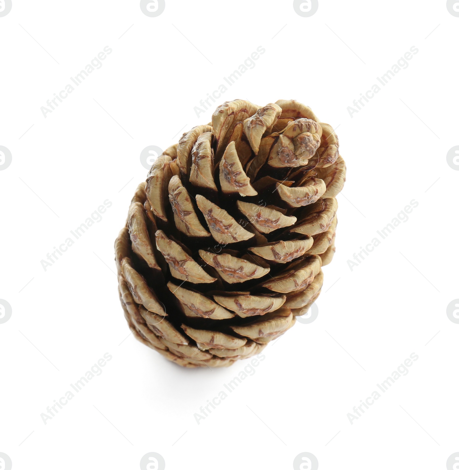 Photo of Beautiful dry pine cone isolated on white