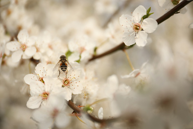 Insect on blossoming tree with outdoors, closeup. Spring season