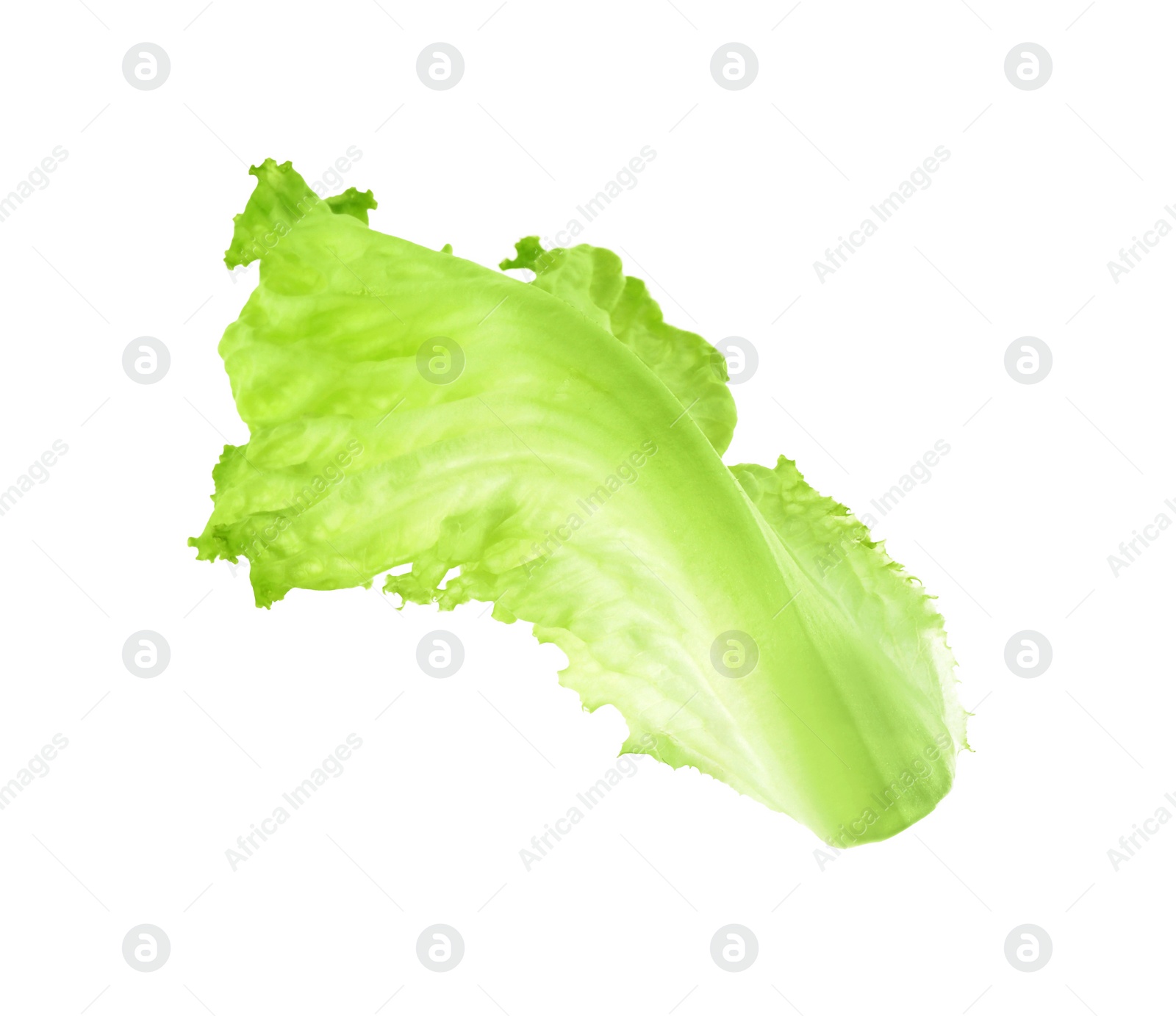 Photo of One green lettuce leaf isolated on white. Salad greens