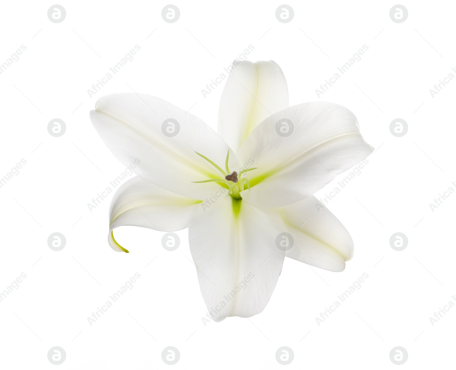 Photo of Beautiful fresh lily flower isolated on white